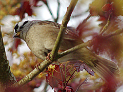 White-crowned Sparrow